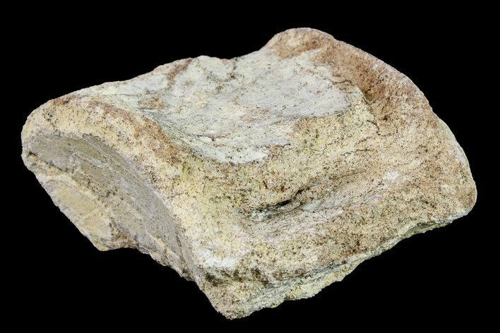 Fossil Mosasaur (Platecarpus) Vertebra - Kansas #161258